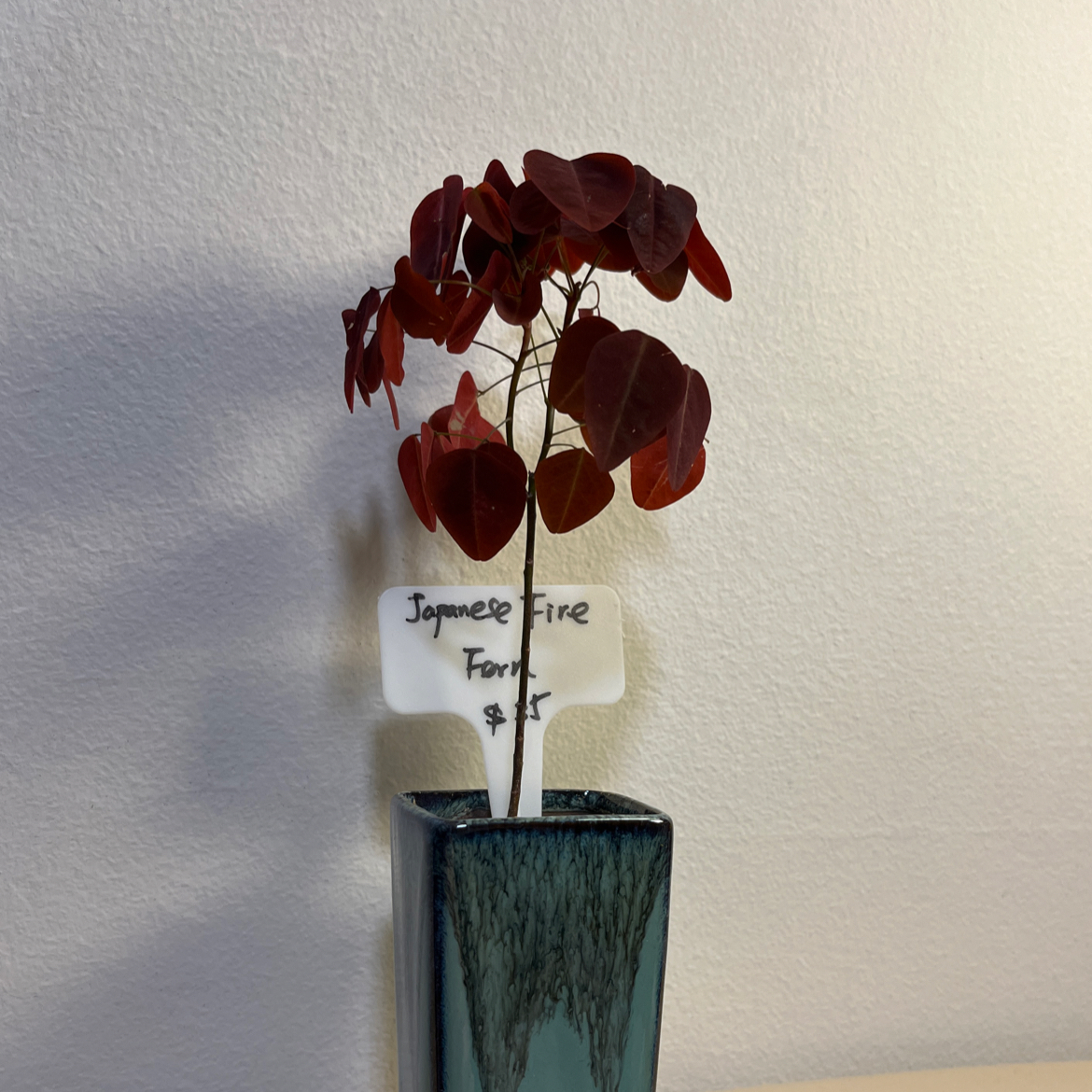 Photo of the plant species Rubra Oxalis by @PoisedBiancini named Maya on Greg, the plant care app