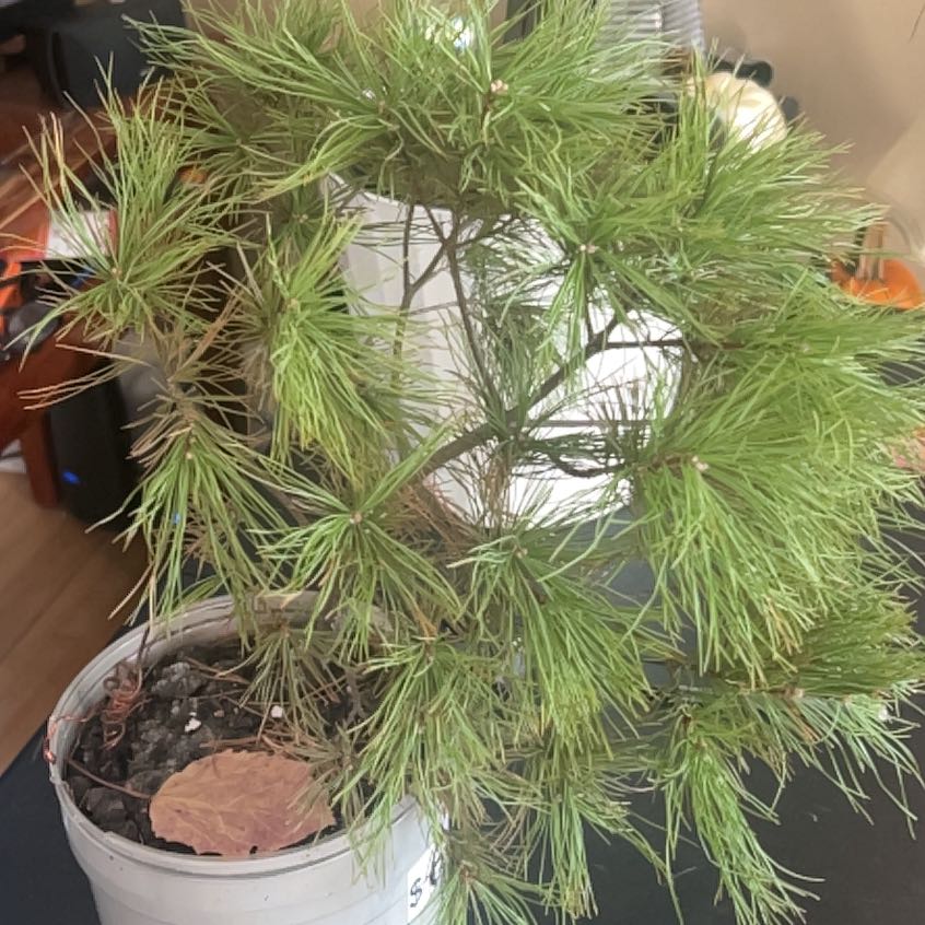Photo of the plant species Swiss Pine by @ZanyPhalsa27 named LiloStitch on Greg, the plant care app