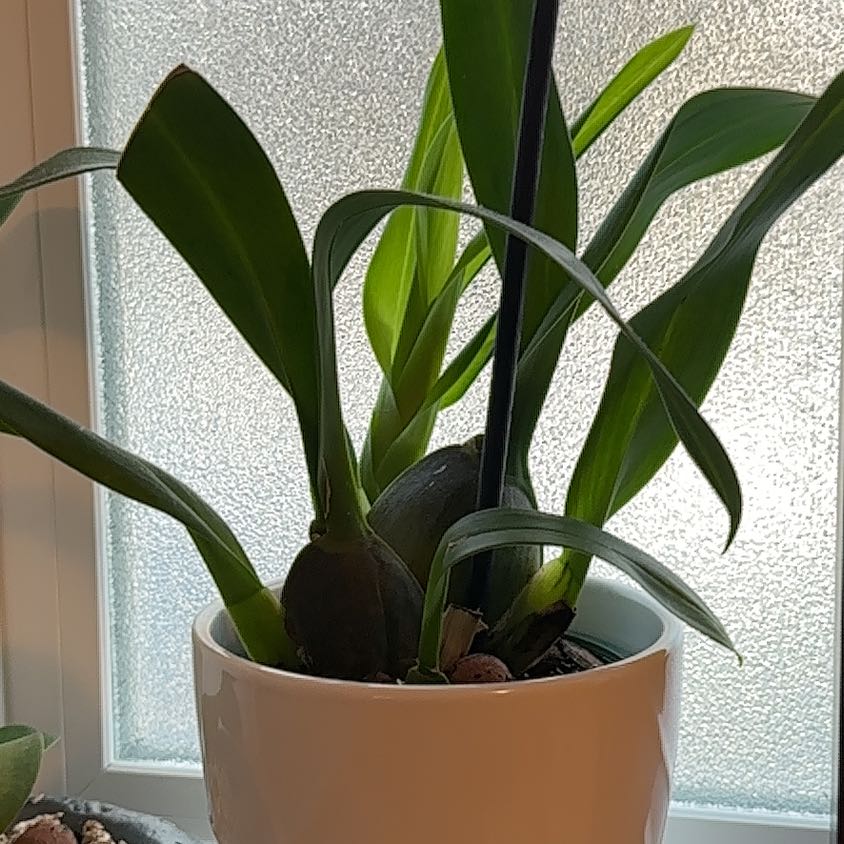 Photo of the plant species Dancing Lady Orchid by @WiseGreenlaver named Hamilton on Greg, the plant care app