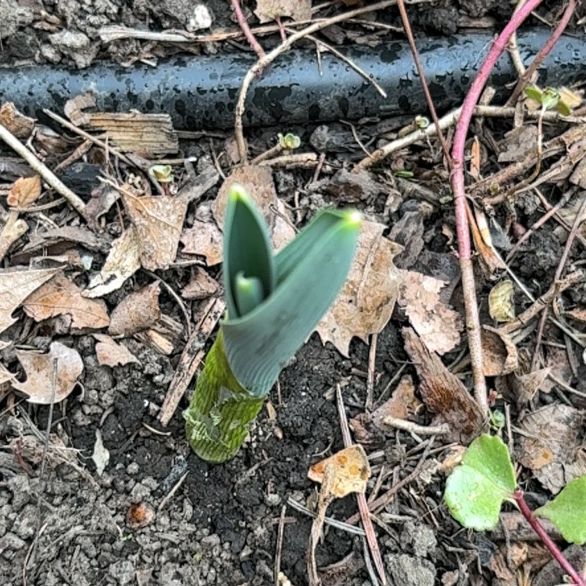 Photo of the plant species Snowdrop by @TalentedPlain23 named Xena on Greg, the plant care app