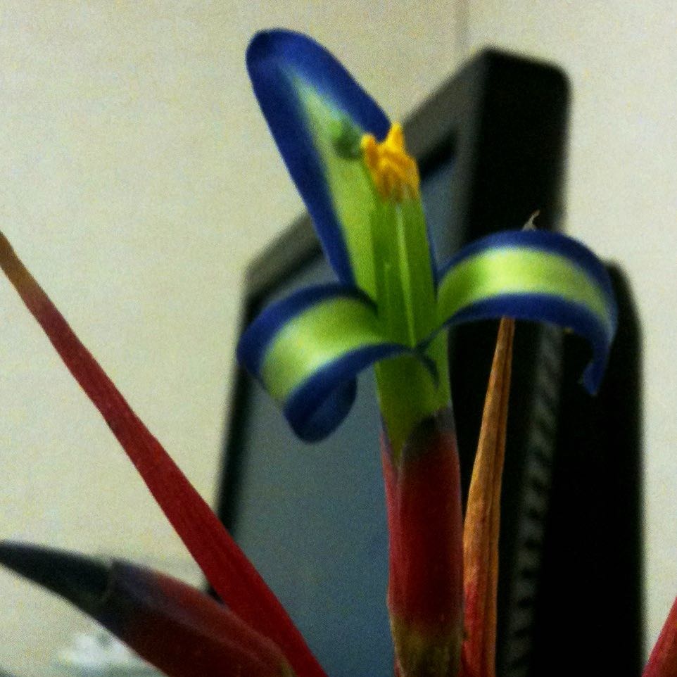 Photo of the plant species Queens Tears Bromeliad by @DivineCalendula named Hemingway on Greg, the plant care app