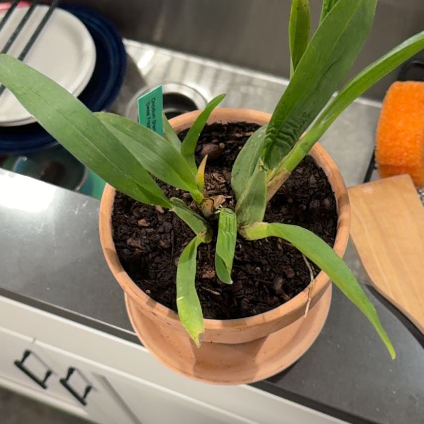 Photo of the plant species Sharry Baby Orchid by @DivineCalendula named Cleopatra on Greg, the plant care app