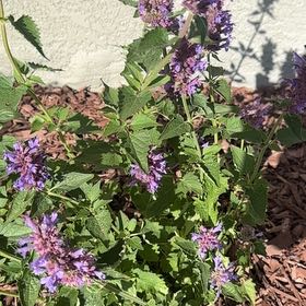 Photo of the plant species Fragrant Giant Hyssop by @SelectKawakawa named Robert Plant on Greg, the plant care app