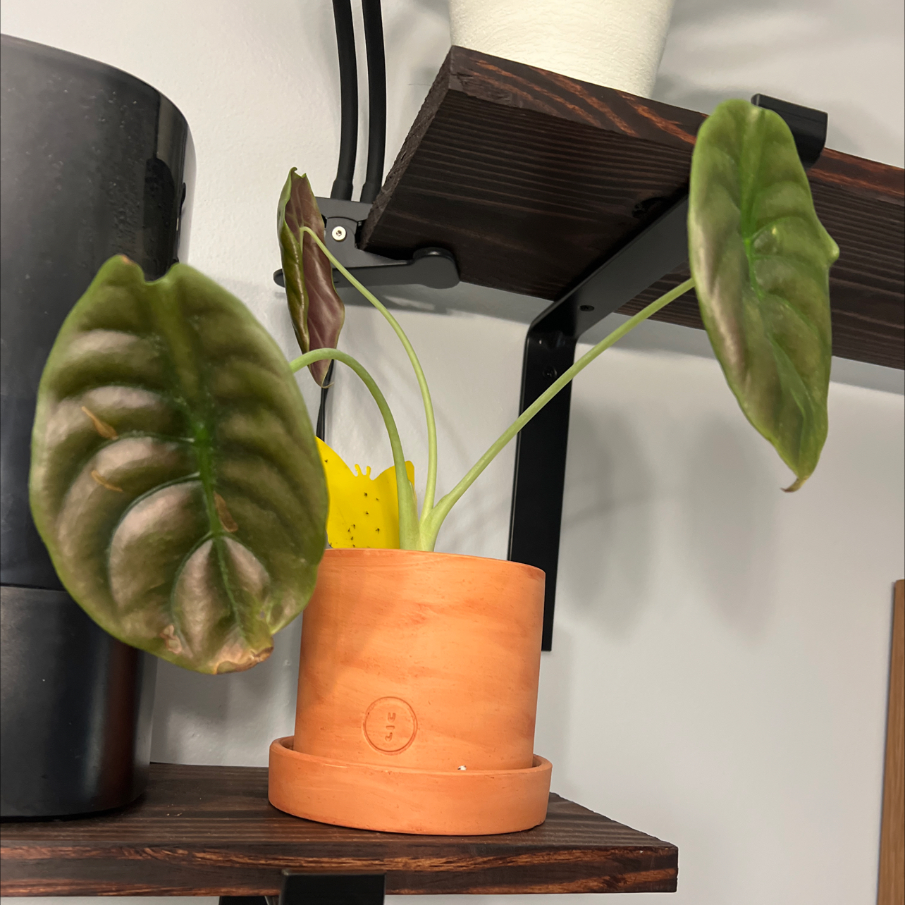 Photo of the plant species Alocasia Dragon Scale by @roseytina named Kendall on Greg, the plant care app