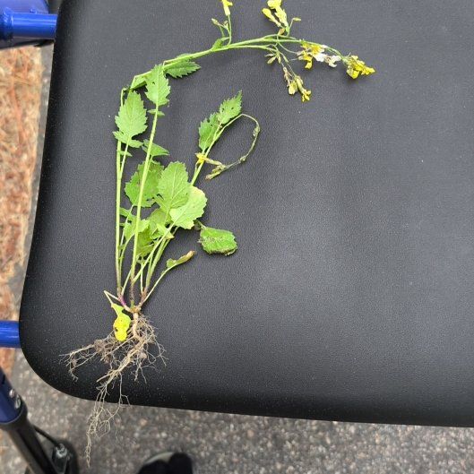 Photo of the plant species Greater Celandine by @SteadySkimmia22 named Marley on Greg, the plant care app
