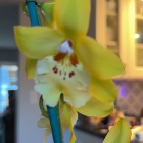 Plant care for Vuylstekeara 'Dark' on Greg, the plant care app