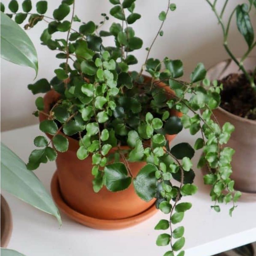Photo of the plant species Pellaea rotundifolia by @MotherKurrajong named Gaga (LR) on Greg, the plant care app
