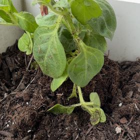 Photo of the plant species Supertunia Bermuda Beach Petunia by @MotherKurrajong named Pink Tuna Tonight (front porch x2) on Greg, the plant care app