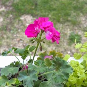 Photo of the plant species Pelargonium 'Boldly Hot Pink' by @MotherKurrajong named Gerry (front porch x 14) on Greg, the plant care app