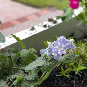 Photo of the plant species Superbena Stormburst Verbena by @MotherKurrajong named Bellini (front porch x10) on Greg, the plant care app