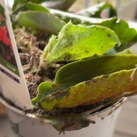 Photo of the plant species Begonia 'Dragon Wing Pink' by @MotherKurrajong named Rosie (front porch x2) on Greg, the plant care app