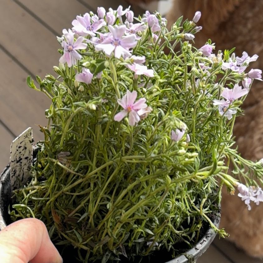 Photo of the plant species Fort Hill Moss Phlox by @MotherKurrajong named Purple (front porch x2) on Greg, the plant care app