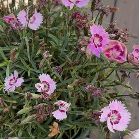 Photo of the plant species Dianthus 'Paint the Town Fancy' by @MotherKurrajong named Diana (balcony x4) on Greg, the plant care app