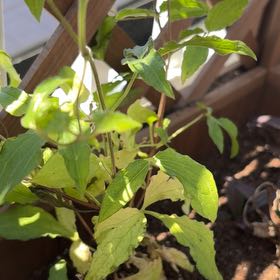 Photo of the plant species Clematis 'Happy Jack Purple' by @MotherKurrajong named Jacque (balcony x2) on Greg, the plant care app