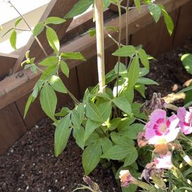 Photo of the plant species Boulevard® Sarah Elizabeth™ Clematis by @MotherKurrajong named Sarah (balcony x2) on Greg, the plant care app