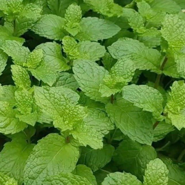 Photo of the plant species Sweet Mint by @MotherKurrajong named Mojito (front porch x4) on Greg, the plant care app