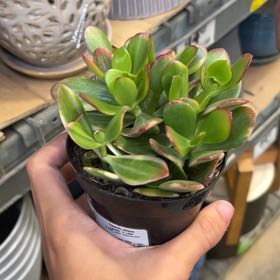 Photo of the plant species 'Lemon & Lime' Jade Plant by @WhizBluejackoak named bilo on Greg, the plant care app
