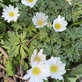 Photo of the plant species Greek Thimbleweed by @PoshTropicalash named Beyonce on Greg, the plant care app