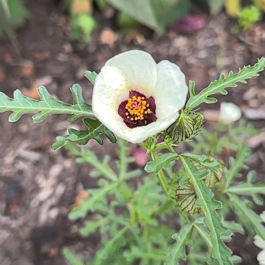 Photo of the plant species Flower of an Hour by @PoshTropicalash named Sproutacus on Greg, the plant care app