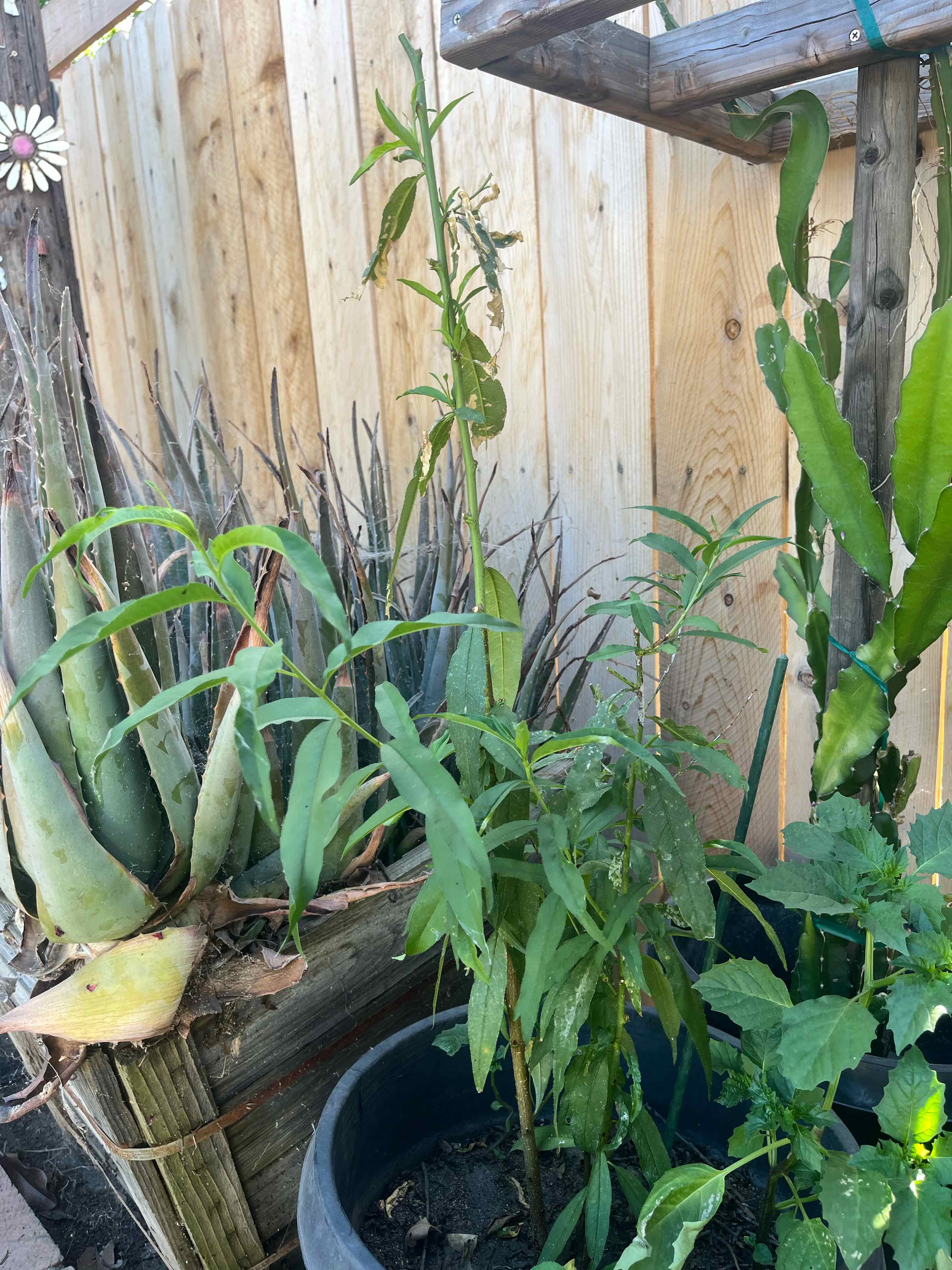 Photo of the plant species Peach Tree by @Lisaa_0114 named Morgan Treeman on Greg, the plant care app
