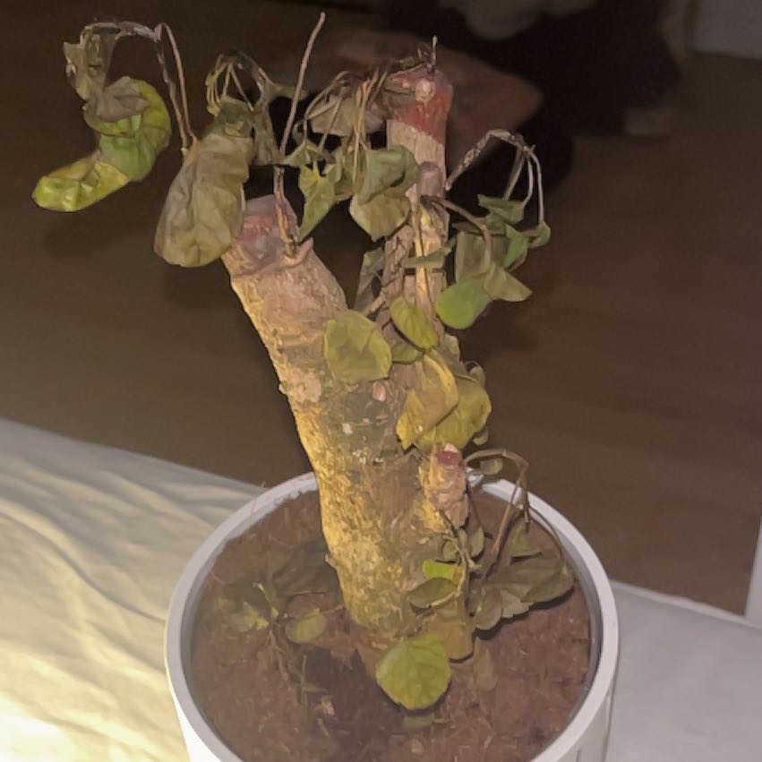 Photo of the plant species Aralia Fabian by @FabOrpine78 named Curie on Greg, the plant care app