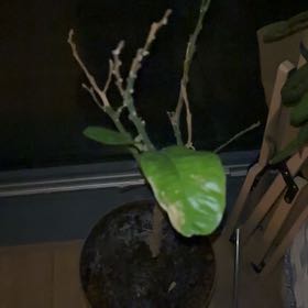 Photo of the plant species Sweet Orange Tree 'Cipo' by @ConversantYuzu4 named Rainier on Greg, the plant care app