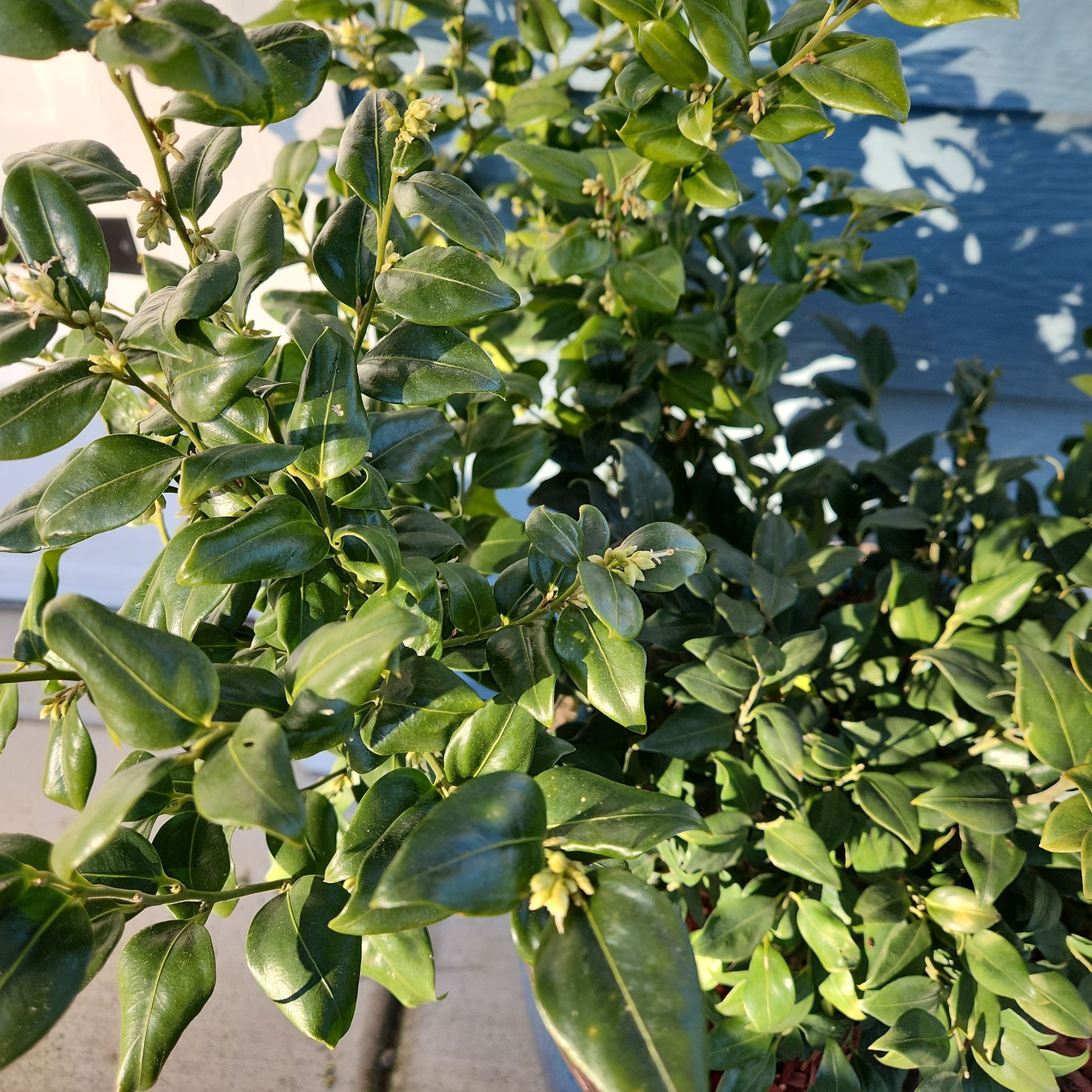 Photo of the plant species Sweet Box by @SuperbLuckyred named Shakira on Greg, the plant care app