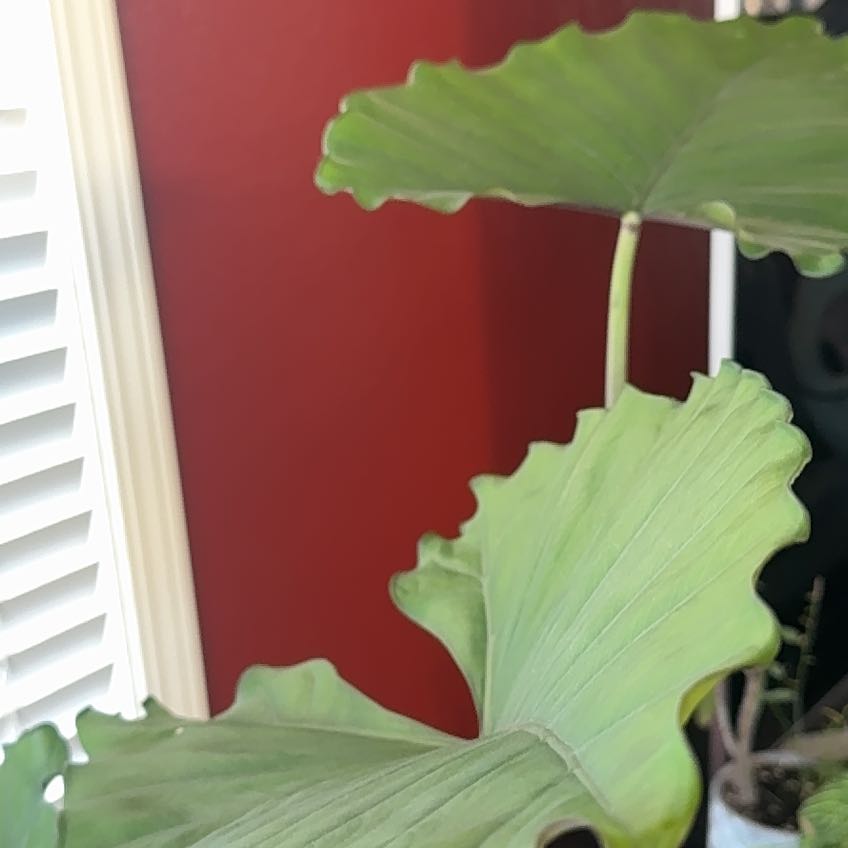 Photo of the plant species Elephant Ear by @DirectBanksrose named Orlando Bloom on Greg, the plant care app