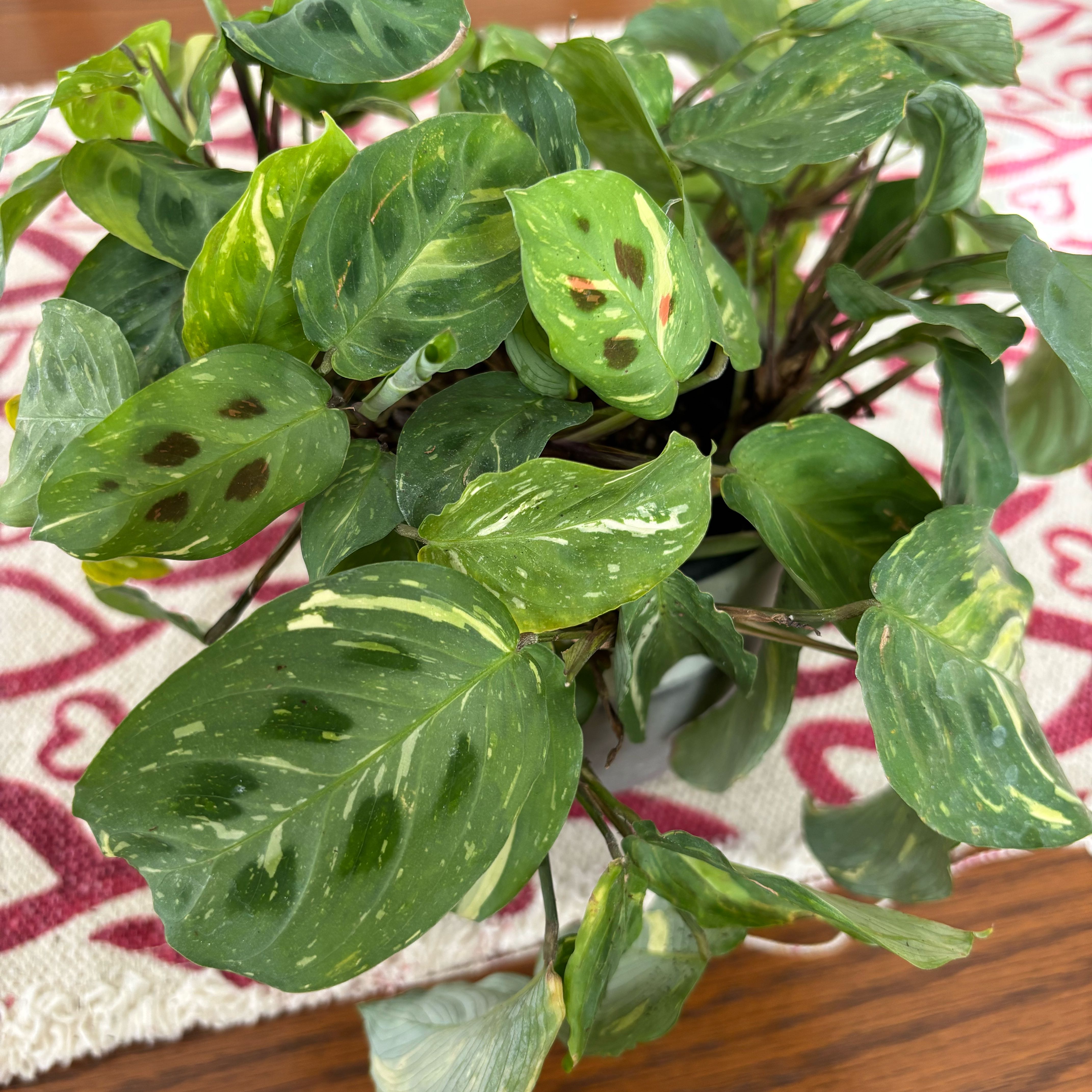 Photo of the plant species Variegated Rabbit Tracks by @obihan named Variegated Green Prayer Plant on Greg, the plant care app