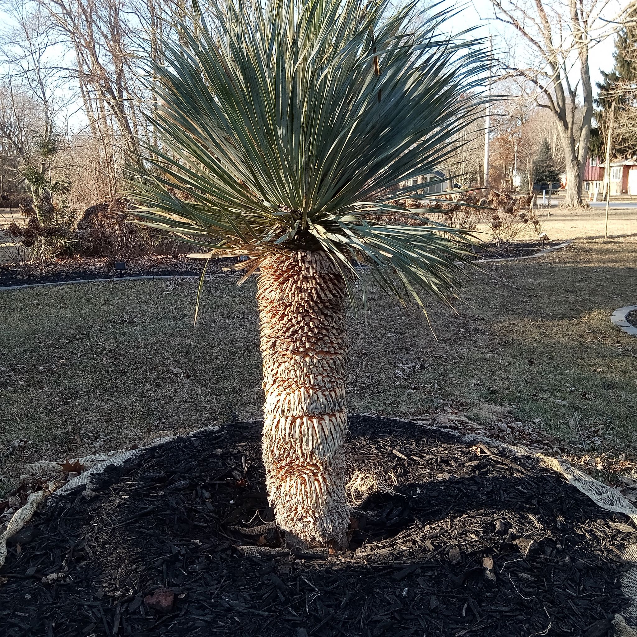 Photo of the plant species Beaked Yucca by @BuffLemonthyme named Muhammad Ali on Greg, the plant care app