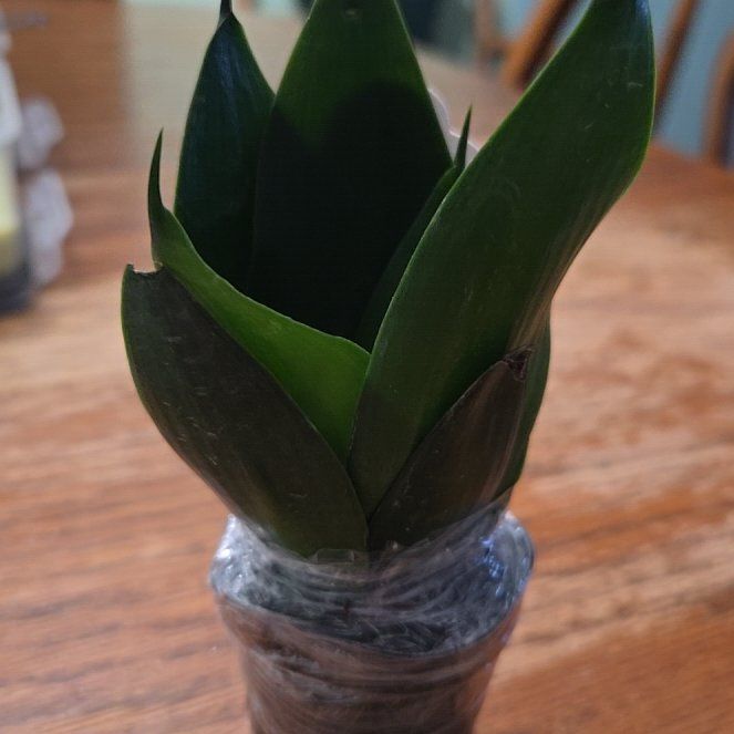 Plant care for Jade Tree on Greg, the plant care app