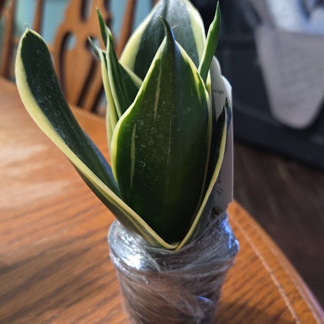 Photo of the plant species Glimmering Star Snake Plant by @RightfulLithops named Osmo on Greg, the plant care app