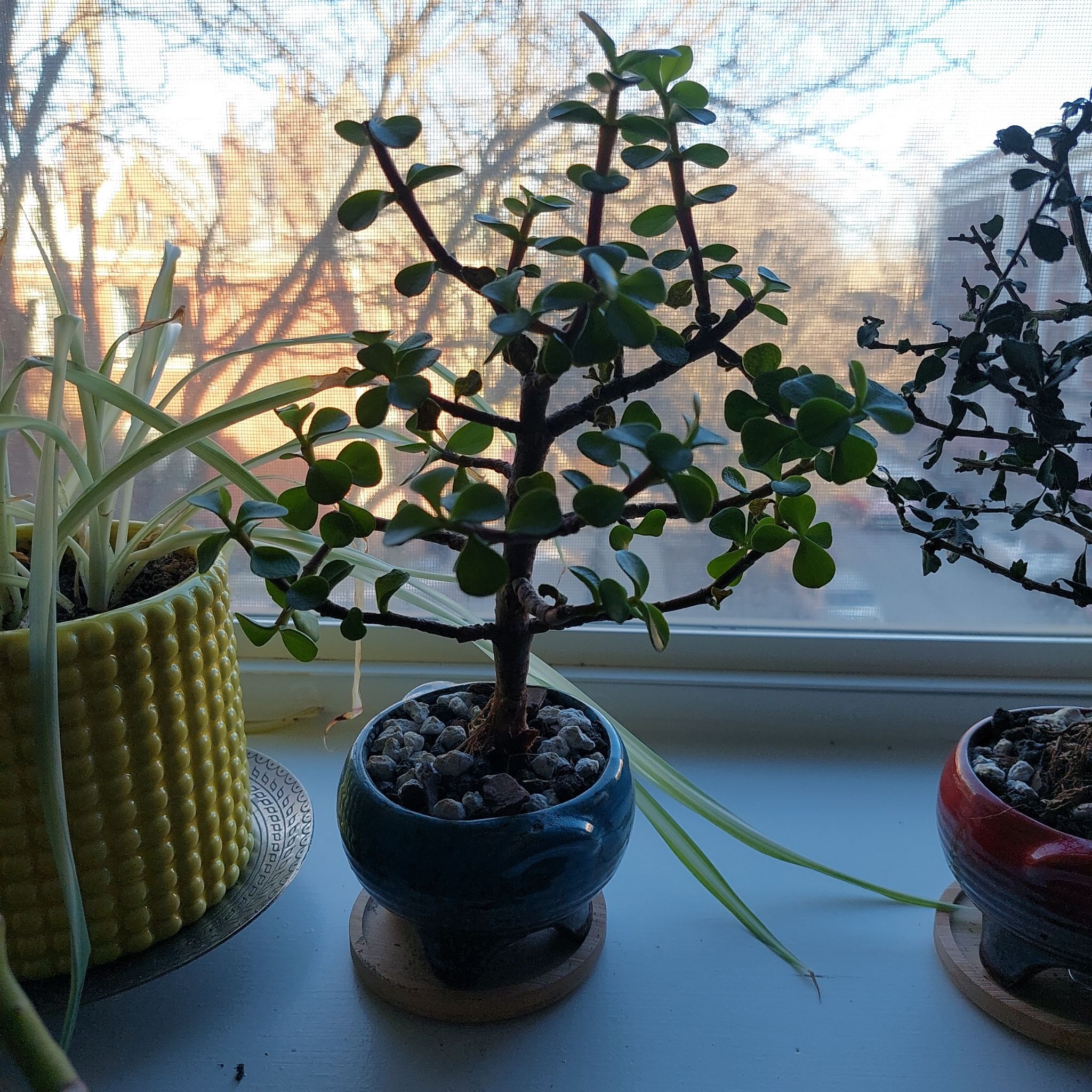 Photo of the plant species Dwarf Jade Plant 'Minima Lilliput' by @BradT named Harper on Greg, the plant care app