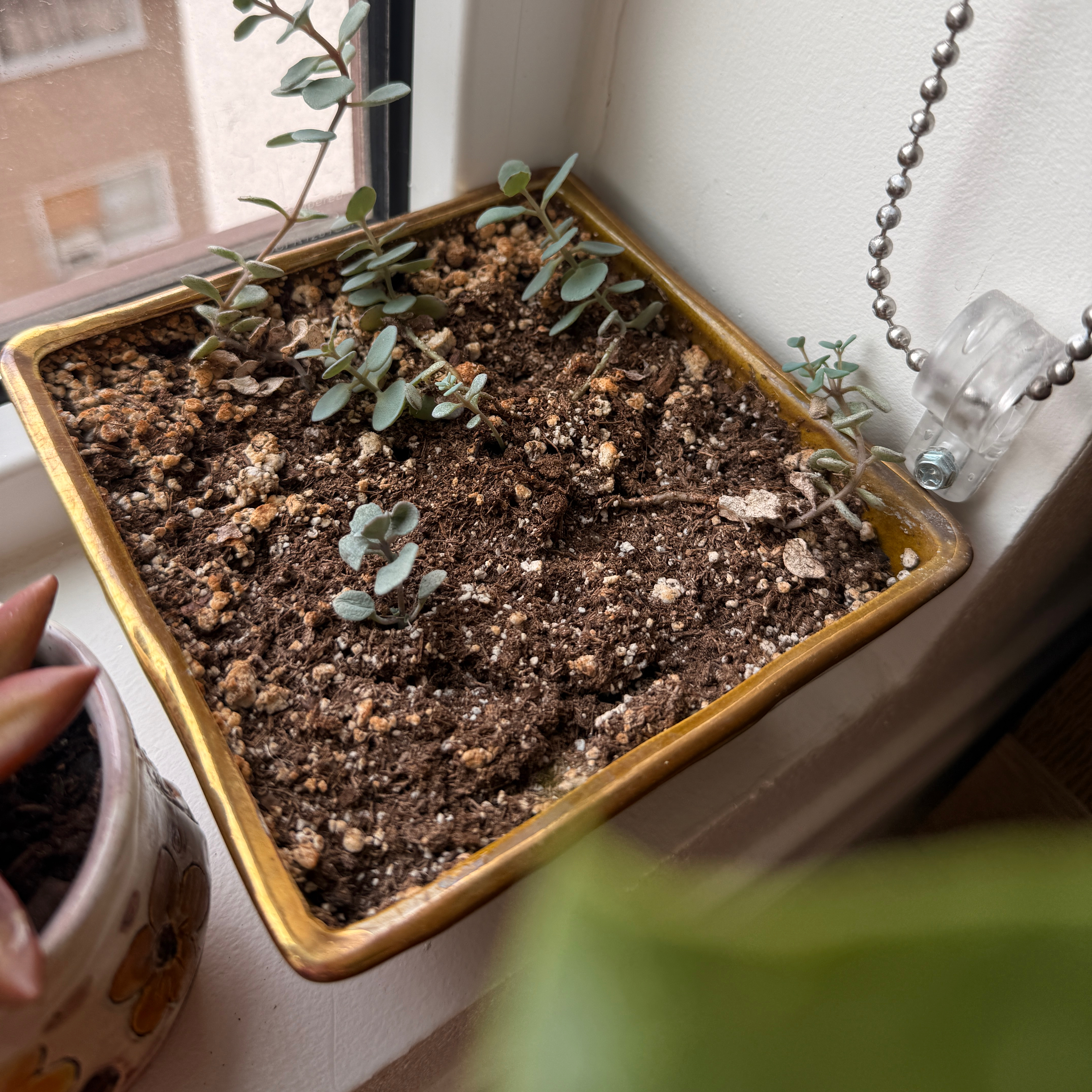 Photo of the plant species Sunsparkler Sedum by @GaietyCamellia named 16 on Greg, the plant care app