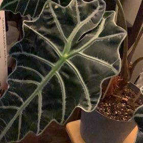 Photo of the plant species african mask by @FestiveOgreears named Kendall on Greg, the plant care app
