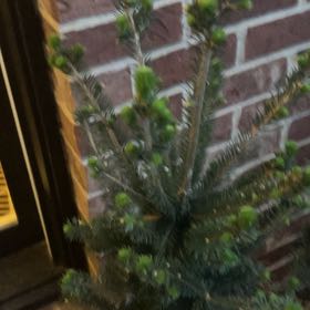 Photo of the plant species Sea Spurge by @GutsyCarpetrose named Diana on Greg, the plant care app