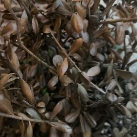 Photo of the plant species Karo by @GutsyCarpetrose named Leonardo on Greg, the plant care app