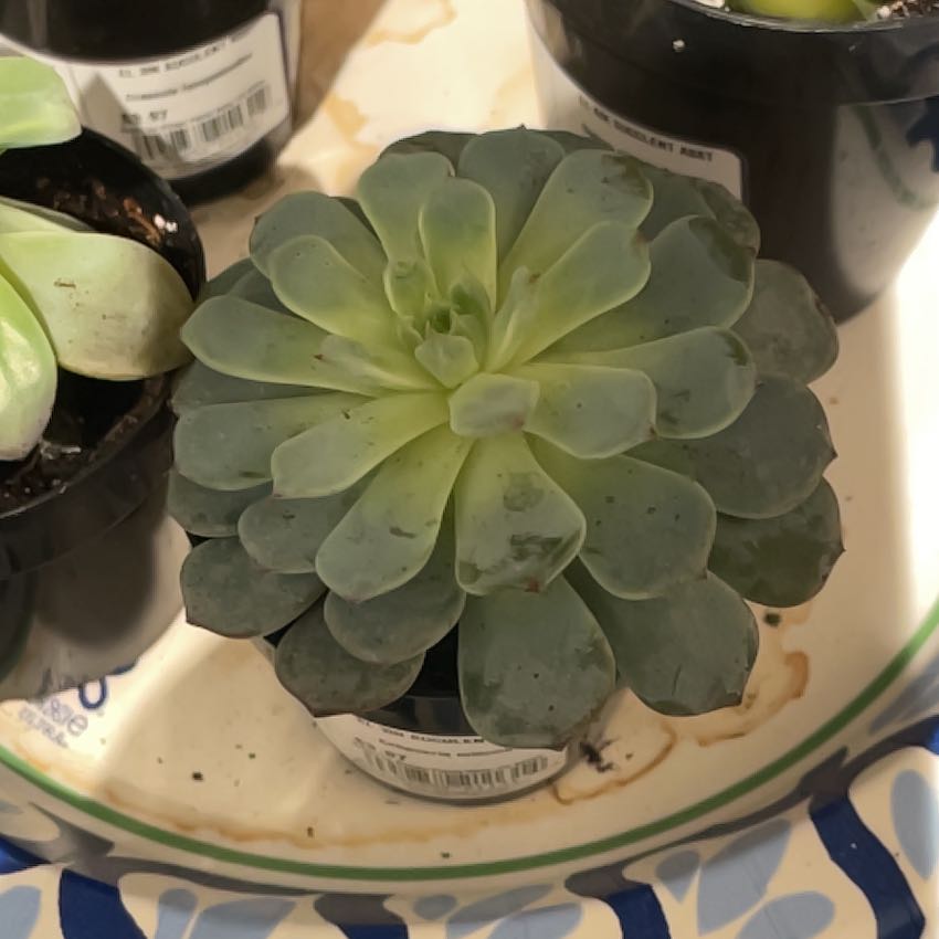 Photo of the plant species Echeveria Minima by @FirstCoccoon named Bigleef Smalls on Greg, the plant care app