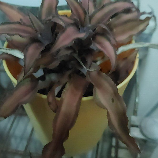 Photo of the plant species Acaulis jade by @GemWorm15 named Delilah on Greg, the plant care app