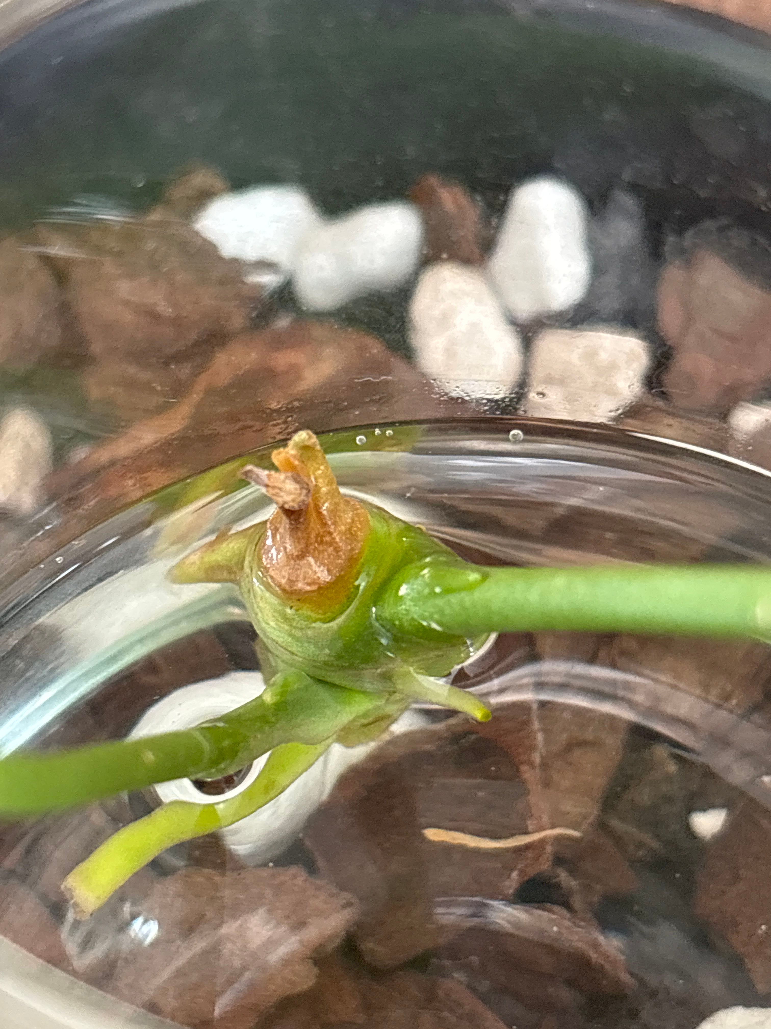 Anthurium Queen How Much Water & Light Does it Need to Thrive?
