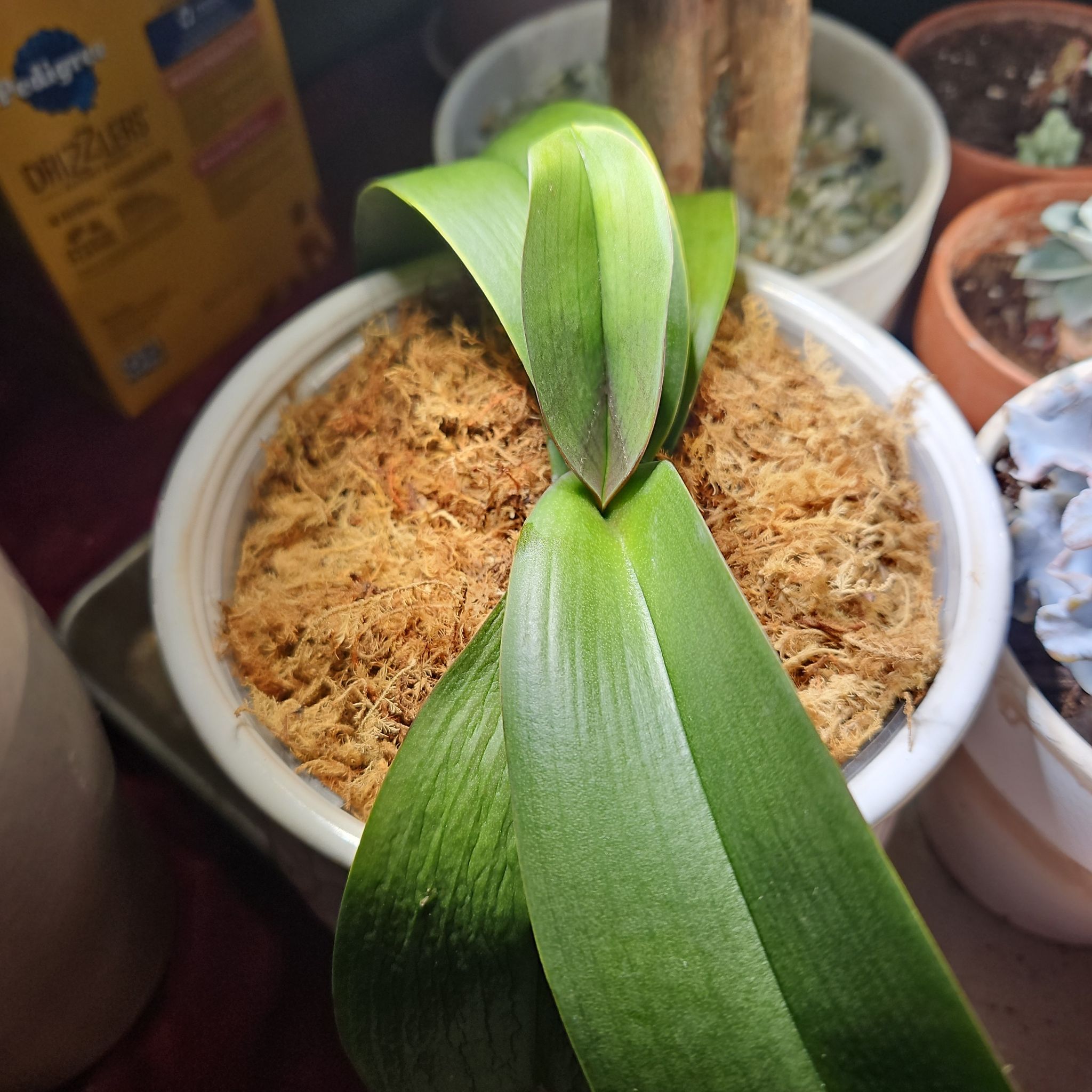 Photo of the plant species White Phalaenopsis by @ZingSalmonberry named Orchid on Greg, the plant care app