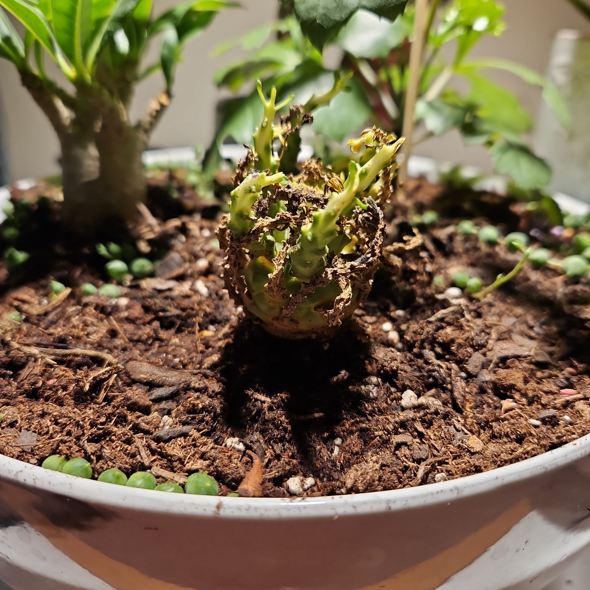 Photo of the plant species Euphorbia cylindrifolia by @ZingSalmonberry named Planter Large on Greg, the plant care app