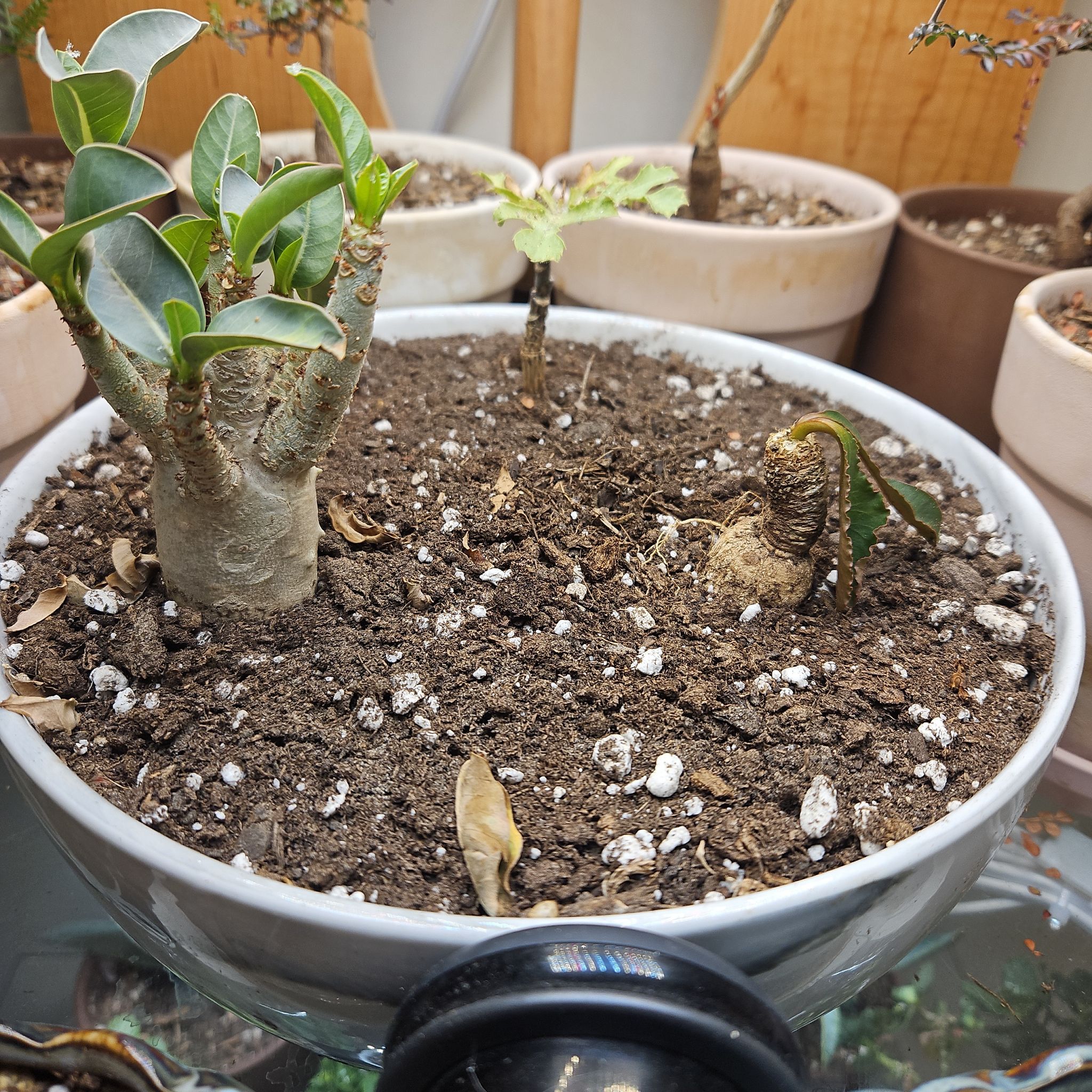 Photo of the plant species Mountain Cabbage Tree by @ZingSalmonberry named Planter Large on Greg, the plant care app