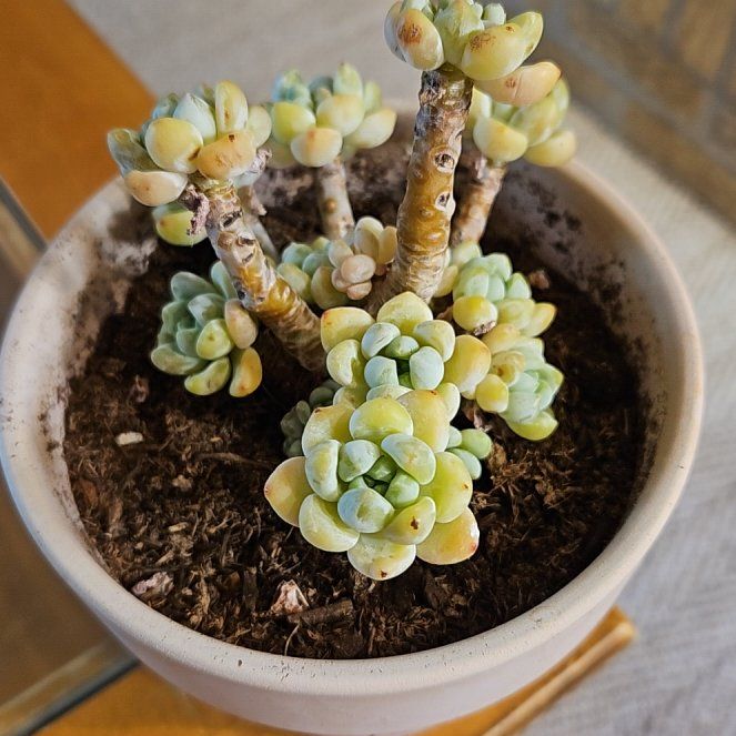 Photo of the plant species Echeveria Moon Stone by @ZingSalmonberry named Succulents All on Greg, the plant care app