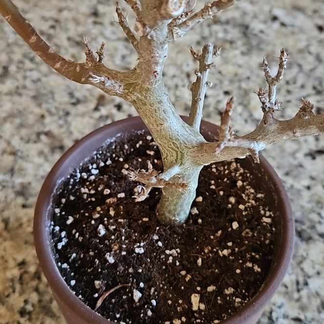 Photo of the plant species Othonna lineariifolia by @ZingSalmonberry named Othonna Tree x 2 on Greg, the plant care app
