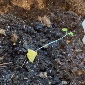 Photo of the plant species Cabbage by @ChiefEuphorbia named Hamilton on Greg, the plant care app