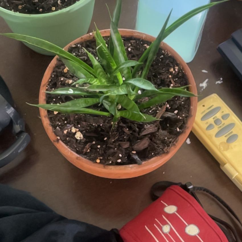 Photo of the plant species Sansaveria fernwood by @CourtlyJellycup named Sansa on Greg, the plant care app