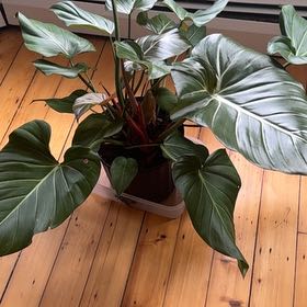 Photo of the plant species Philodendron 'Summer Glory' by @FreeBayleaftree named Gaga on Greg, the plant care app