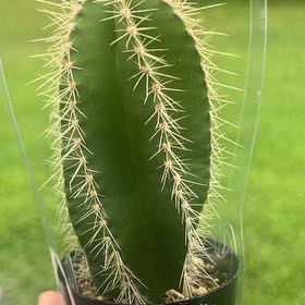 Photo of the plant species Chiotilla by @RulerEndive17 named Queen on Greg, the plant care app