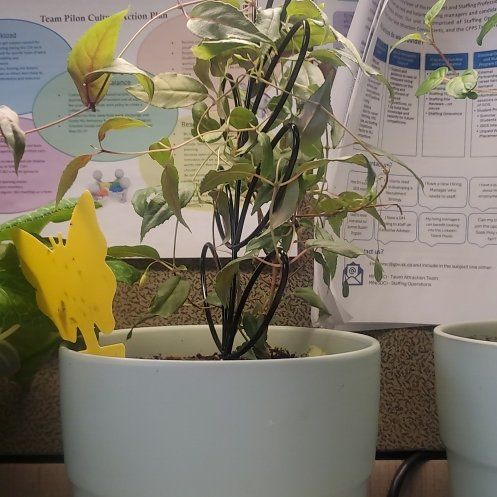 Photo of the plant species Fuchsia by @MaestroMountain named Bigleef Smalls on Greg, the plant care app